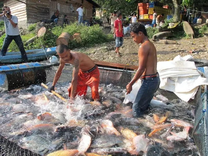 budidaya ikan nila salin