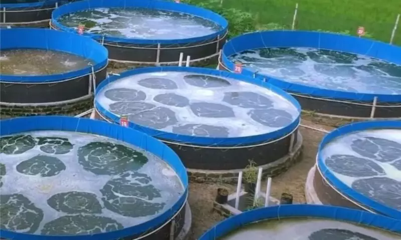 contoh kolam budidaya ikan nila