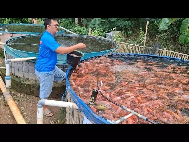 kualitas air ikan mas