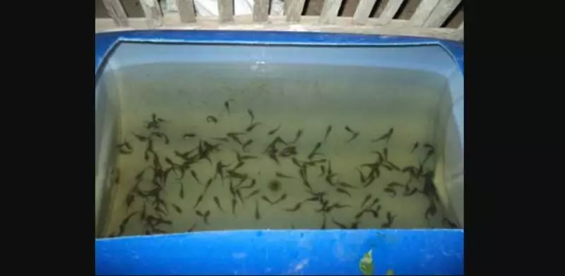 air bersih ternak lele